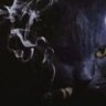 evil cat profil fotoğrafı