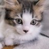 Фото профиля 猫好きルル太
