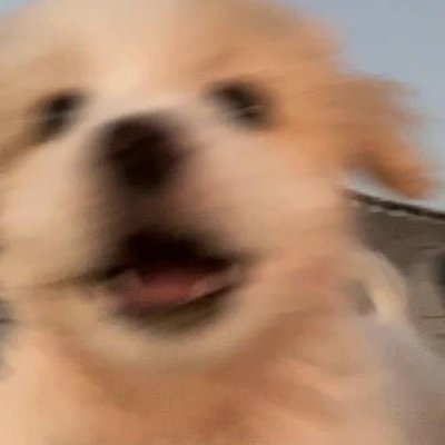 1dd_pp's profile picture