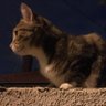 Cyder profil fotoğrafı