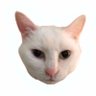 Profilbild von カオキチ🐈