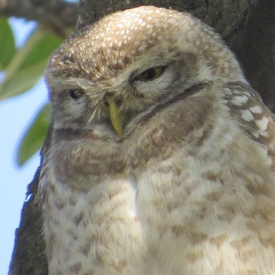 chittukuruvi4's profile picture