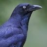 Profilbild von mr bird crow
