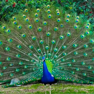 peacock__50p's profile picture