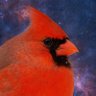 Young Cardinal🦜's profile picture