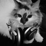 Metallic's profile picture