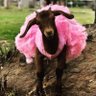 Profilbild von goat (not GOAT)