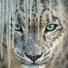 Snowleopard's profile picture