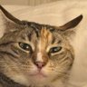 Calipatriot's profile picture