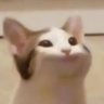 pop cat profil fotoğrafı