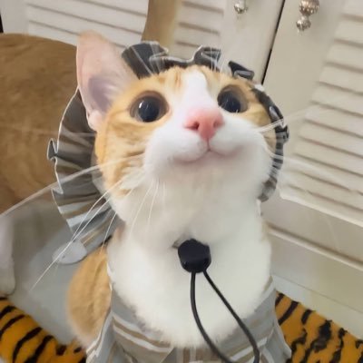 yugannong's profile picture