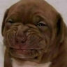 Diego Cano's profile picture