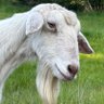 Profilbild von wasbippin