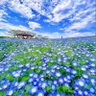 ネモフィラ 的头像