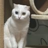 无敌圣火喵喵教 profil fotoğrafı