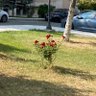 gülgibi 的头像