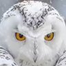 fagbaadi profil fotoğrafı