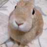 Slungus's profile picture