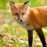 Profilbild von the fox