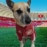 Cachorro Colorado 🇲🇨 profil fotoğrafı