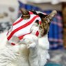 馬猫 profil fotoğrafı