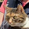 Profilbild von Islandgyrl🐱🎹🦋