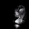 العراقي's profile picture