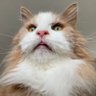 あっきー profil fotoğrafı