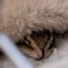 Profilbild von 雪みぃだいふく