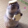 Profilbild von かわうそ🦦