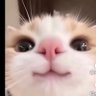 Фото профиля ピニー