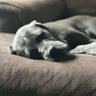 Salty Cane Corso 的头像