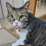 トアか～ちゃん profil fotoğrafı