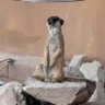 イェンイェン 的头像