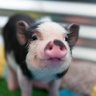 Profilbild von Suraj