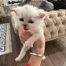klev 的头像