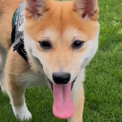 しょんぼり顔のもに's profile picture