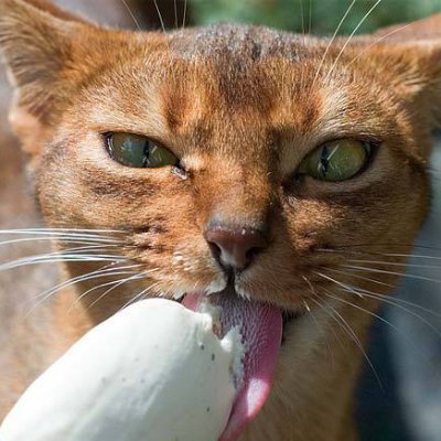 Sotic's profile picture