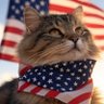 Фото профиля Freedom Cat 🇺🇸