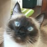 Елена profil fotoğrafı