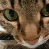 hako._nya profil fotoğrafı