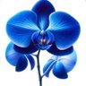 Blue Orchid 的头像