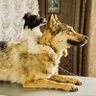 TWOHEADEDDOGCTO profil fotoğrafı