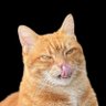 Sigiligus profil fotoğrafı