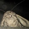 Фото профиля Evil fucking angry moth