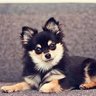 Фото профиля dog puppy