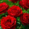 Profilbild von 🌹Rose 🌹