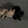 😴ねぼすけニャンコ😺 的头像