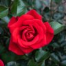 Фото профиля Rose 🌹