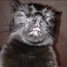 ZootLord's profile picture